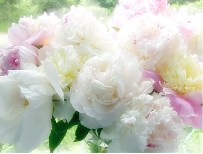 peony+A.png