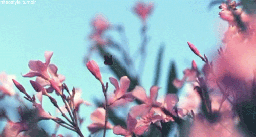 tumblr_lubpxvGqQV1qfhyi3o1_500.gif