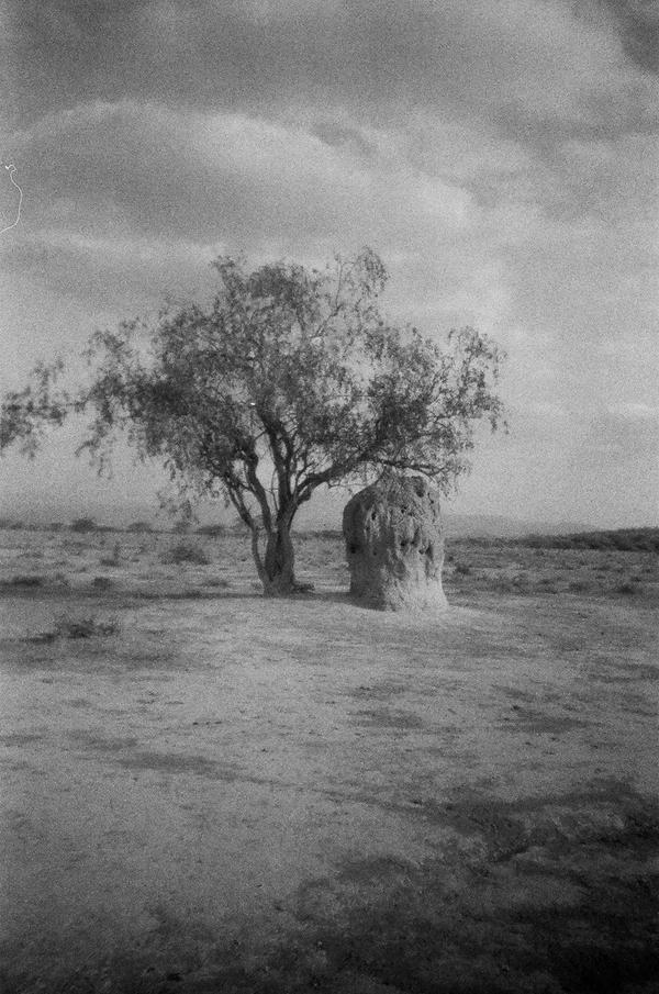 Tree_by_johged.jpg