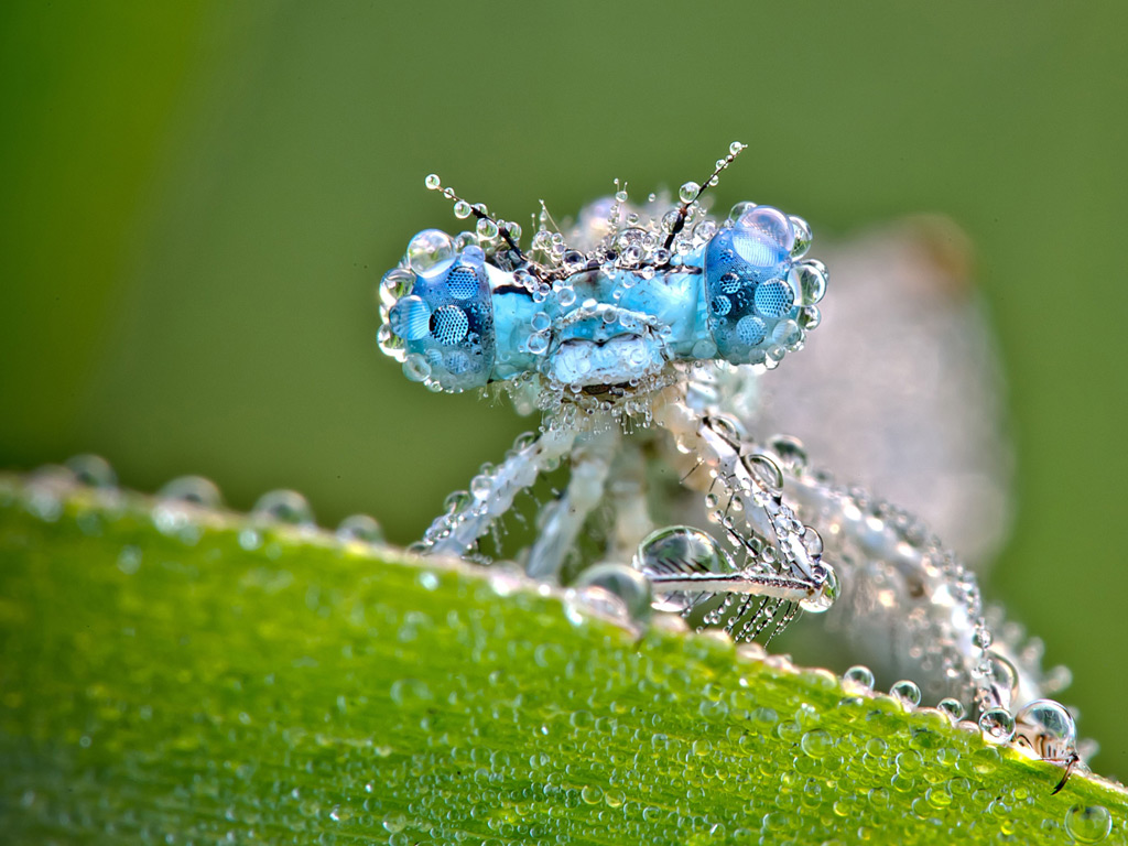 Dragonfly-perches-on-a-de-008.jpg