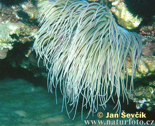 sea-anemone--anemonia-sulcata.jpg