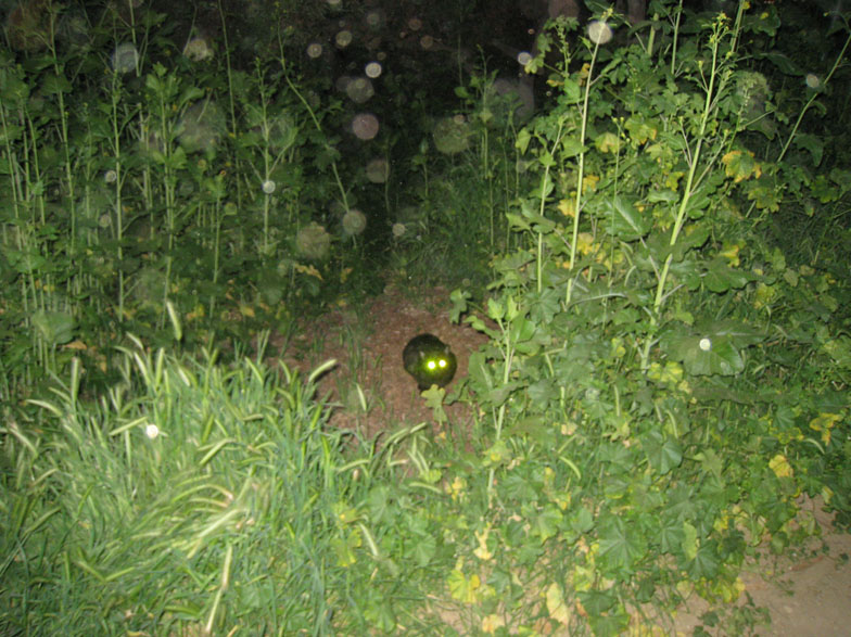 forrsset_3549.JPG