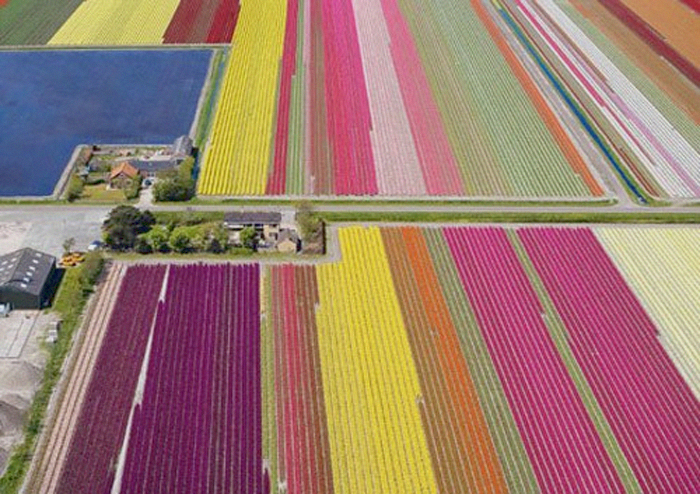 tulips.jpg
