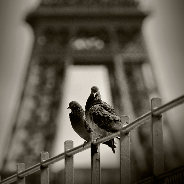 two_doves_and_eiffel_tower_by_anjelicek.jpg