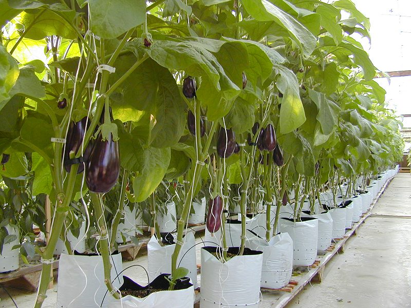 eggplant-bg.jpg