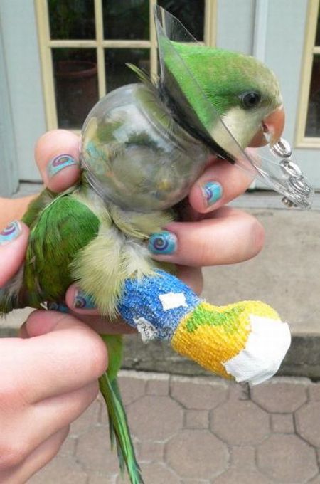 animals_with_casts_54.jpg