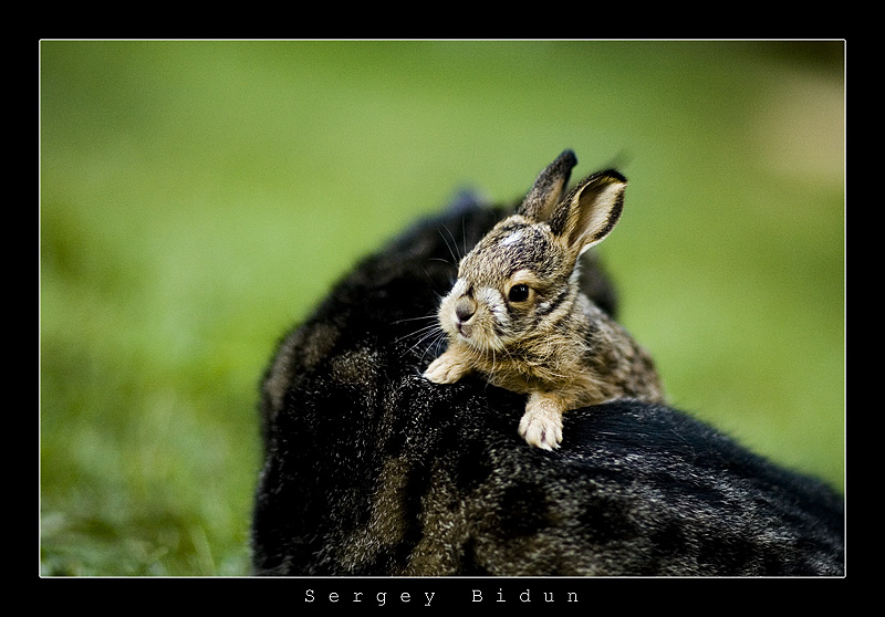 Rabbit_and_Cat____by_sergey1984.jpg