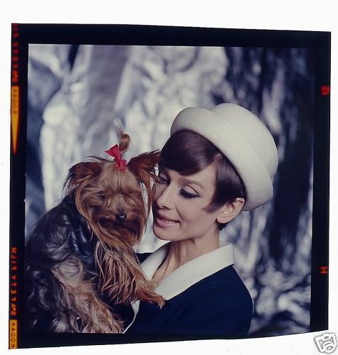 audrey-audrey-hepburn-10226328-476-500.jpg