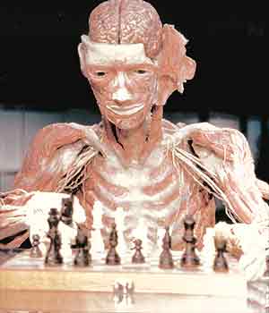 bodyworlds8.jpg