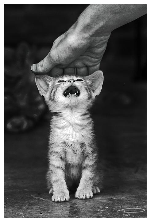 Cranky_Kitty_by_Photo_Cap.jpg