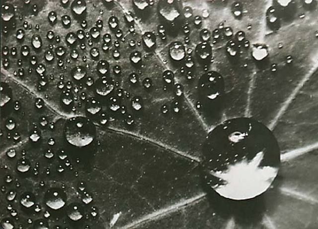artwork_images_149619_70073_brassai.jpg