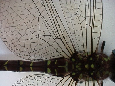 dragonfly-wings.jpg