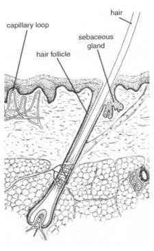 Follicle.JPG