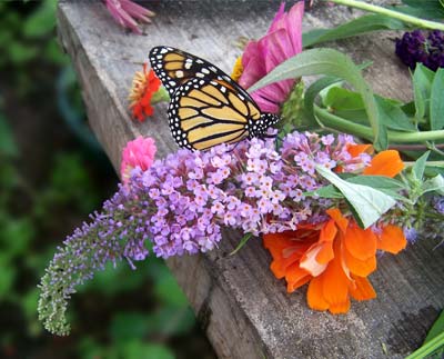 bouquet2268.jpg