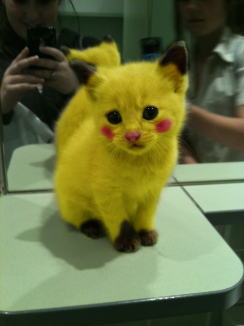 Pikachukitty.jpg