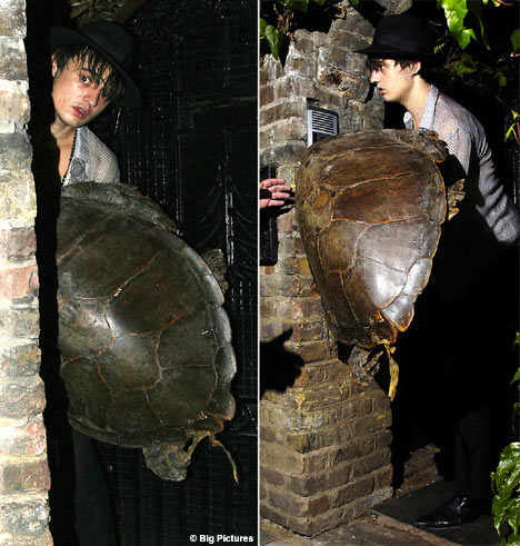 DohertyTurtleBIG_468x491.jpg
