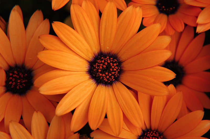 20061022185404_orange%20flowers.jpg