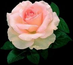 light%20peach%20rose2.JPG