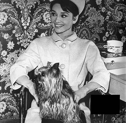 Audrey-audrey-hepburn-14961303-440-432.jpg