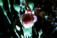2202574707_f16dbc1551_m.jpg