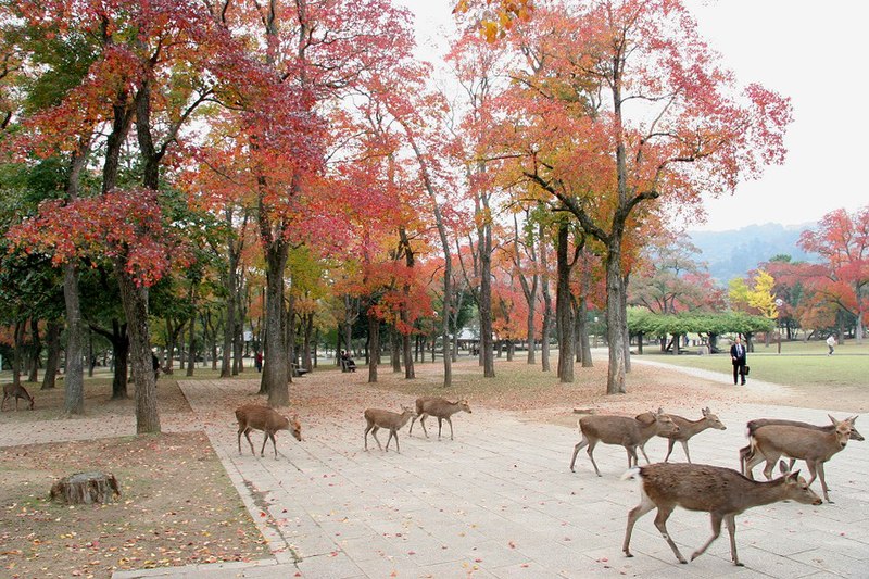 800px-DeerNaraJapan.jpg